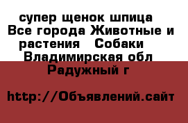 супер щенок шпица - Все города Животные и растения » Собаки   . Владимирская обл.,Радужный г.